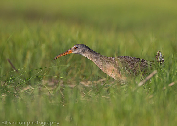 Clapper rail in marsh grass, Long Island NY