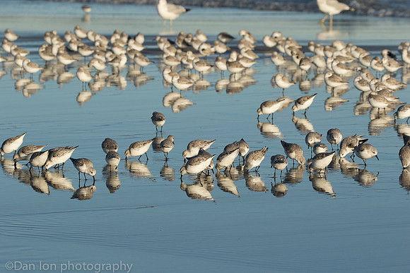 Sanderlings feeding in surf zone, Jones Beach NY