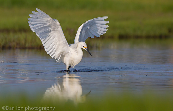 Snowy egret feeding frenzy on marsh, Long Island NY