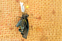 Pipevine swallowtail butterfly moments after coming out of the chrysalis, Long Island NY