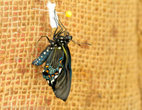 Pipevine swallowtail butterfly a few minutes after coming out of the chrysalis, Long Island NY