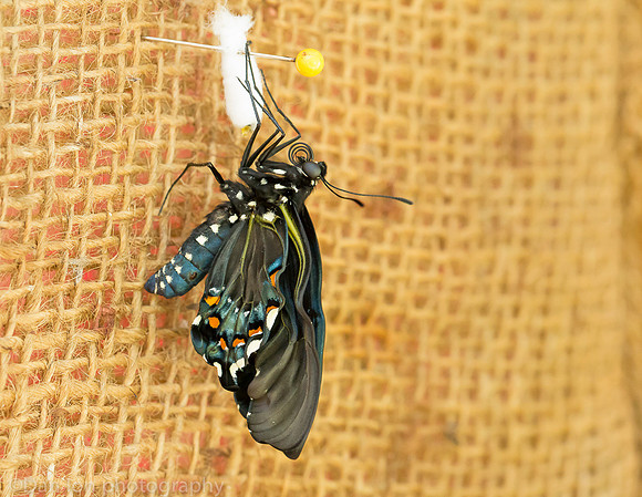 Pipevine swallowtail butterfly a few minutes after coming out of the chrysalis, Long Island NY