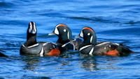 Harlequin male ducks, Barnegat Bay NJ