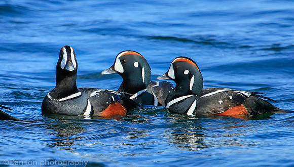 Harlequin male ducks, Barnegat Bay NJ