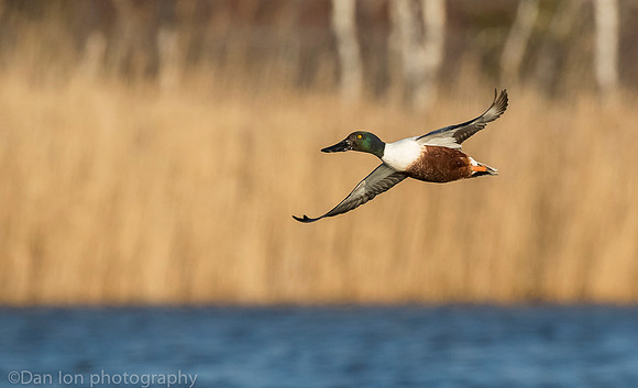 Northern shoveler in flight, Jamaica Bay NY