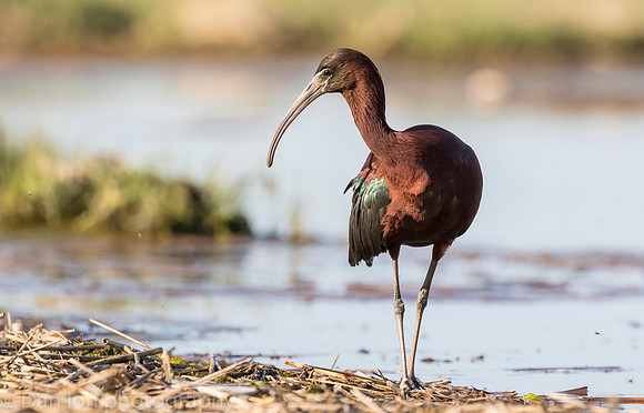 Glossy ibis in marsh, Long Island NY