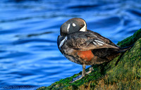 Harlequin male duck, Barnegat Bay NJ