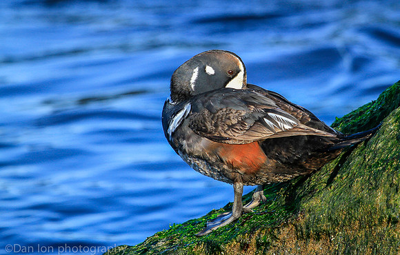 Harlequin male duck, Barnegat Bay NJ