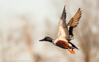 Northern shoveler in flight, Jamaica Bay NY