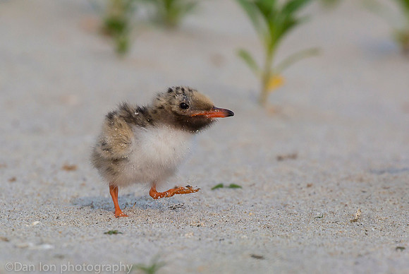 Common tern chick learning how to walk, Nickerson Beach NY