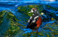 Harlequin male duck, Barnegat Bay NJ