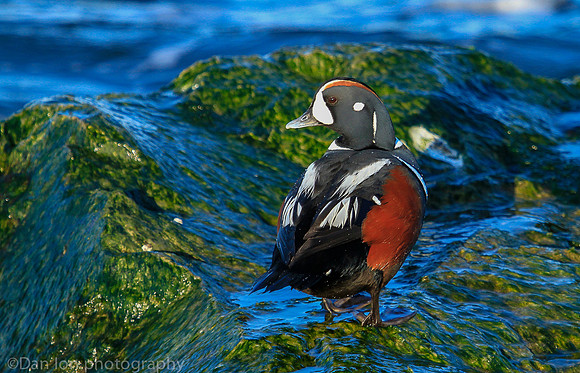 Harlequin male duck, Barnegat Bay NJ