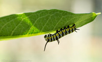 Queen butterfly caterpillar on milkweed leaf, Long Island NY