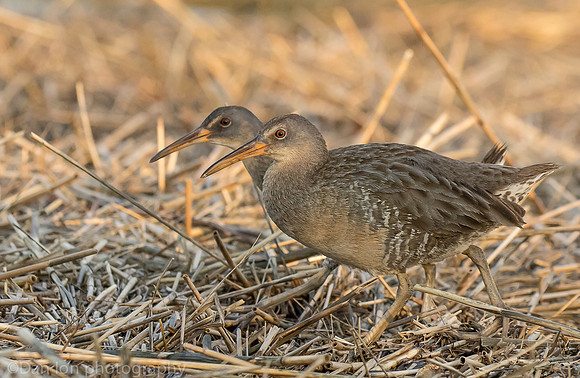 Clapper Rails in marsh, Long Island NY