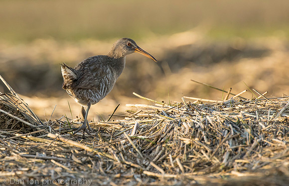 Clapper rail in marsh, Long Island NY