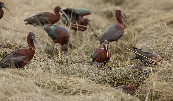 Glossy ibis feeding, MNSA Oceanside NY