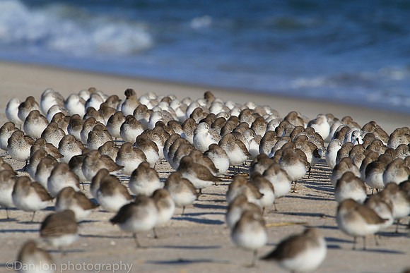 Dunlins resting, Jones Beach NY