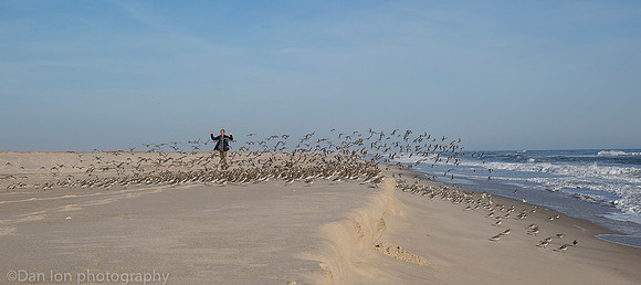 Dunlins being flushed, Jones Beach NY