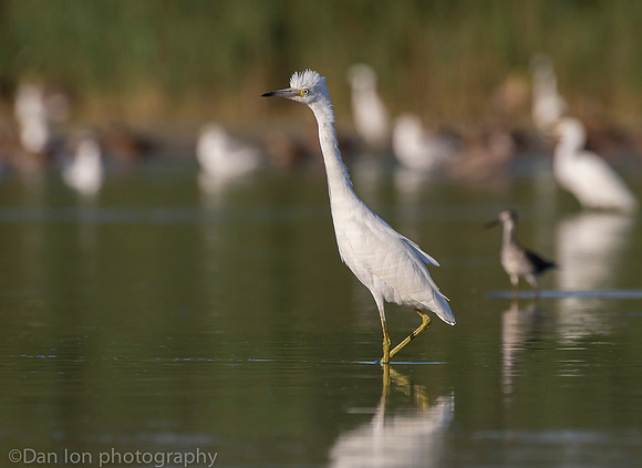 First year little blue heron on pond, Jamaica Bay NY
