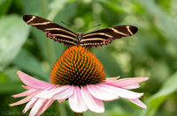 Zebra longwing butterfly on Echinacea purpurea (Purple Coneflower), Long Island NY