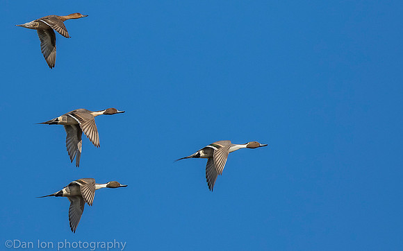 Four northern pintails in flight, three males and one female, Jamaica Bay NY