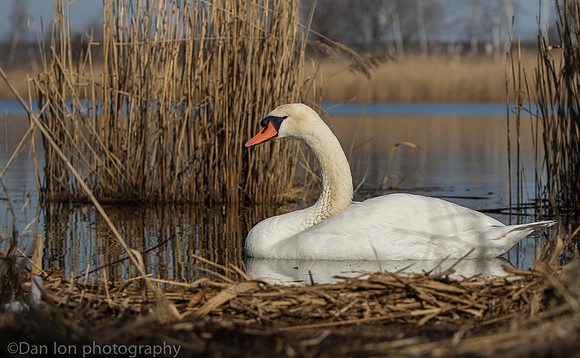 Mute swan, Jamaica Bay NY