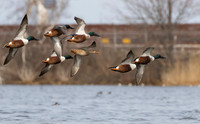 Northern shovelers in flight, Jamaica Bay NY