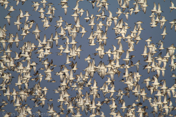 Dunlins flying in formation, Jones Beach NY