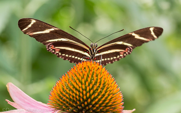 Zebra longwing butterfly on Echinacea purpurea (Purple Coneflower), Long Island NY