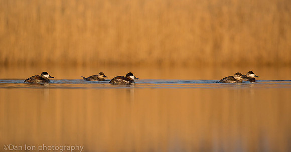Ruddy ducks, Jamaica Bay NY