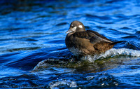Harlequin duck female,  Barnegat Bay NJ