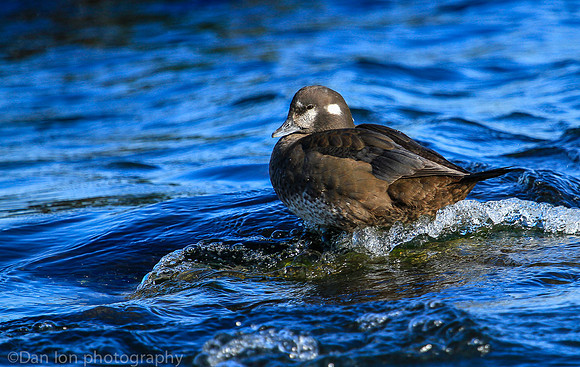 Harlequin duck female,  Barnegat Bay NJ