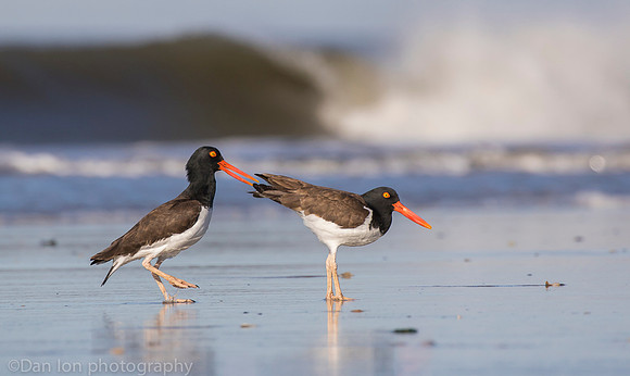 American oystercatchers mating, Nickerson Beach NY