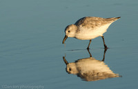 Sanderling feeding in surf zone, Jones Beach NY