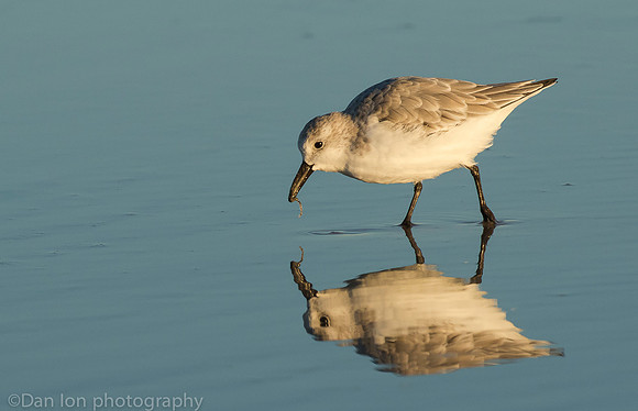 Sanderling feeding in surf zone, Jones Beach NY