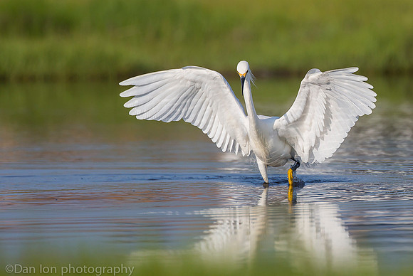 Snowy egret feeding frenzy on marsh, Long Island NY