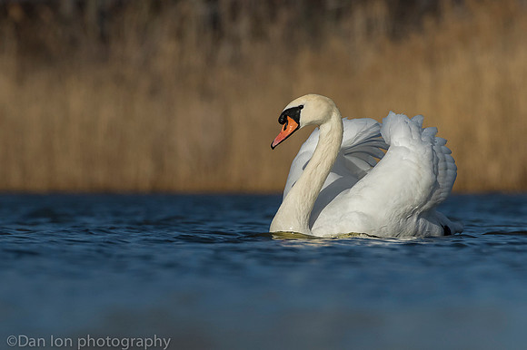 Mute swan, Jamaica Bay NY