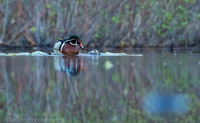 Mating wood ducks, pond, Long Island NY