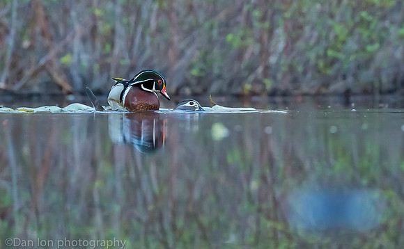 Mating wood ducks, pond, Long Island NY