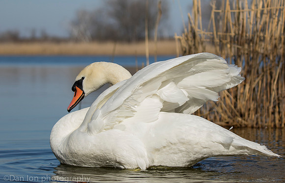 Mute swan, Jamaica Bay NY