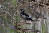 Wood duck pair on pond, Jamaica Bay NY