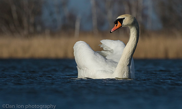 Mute swan, Jamaica Bay NY