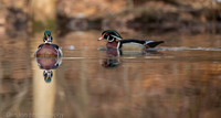 Wood duck drakes on pond, Long Island NY