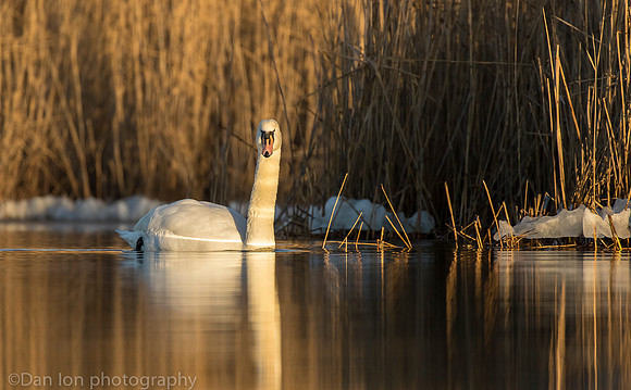 Mute swan, Jamaica Bay NY