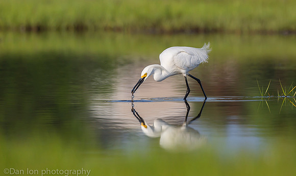 Snowy egret feeding on marsh, Long Island NY