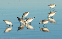 Sanderlings feeding in surf zone, Jones Beach NY