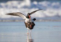 American oystercatchers mating, Nickerson Beach NY