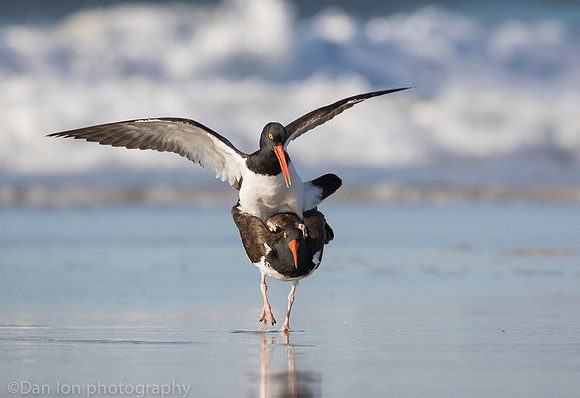 American oystercatchers mating, Nickerson Beach NY