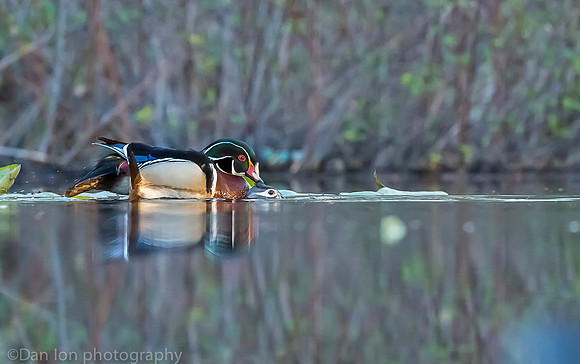Mating wood ducks, pond, Long Island NY