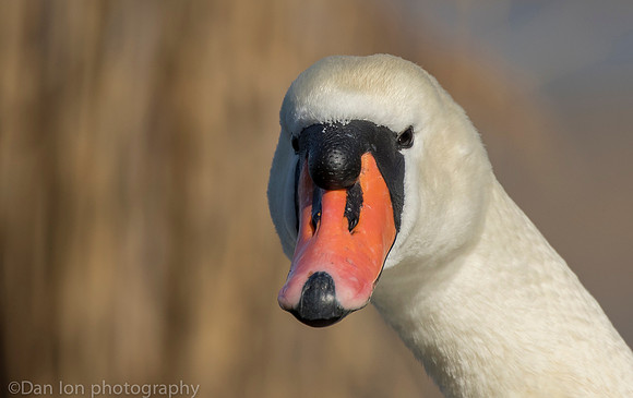 Mute swan, Jamaica Bay NY